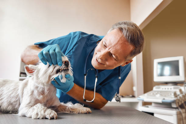 Best Emergency Dentist for Knocked-Out Tooth in Escanaba, MI